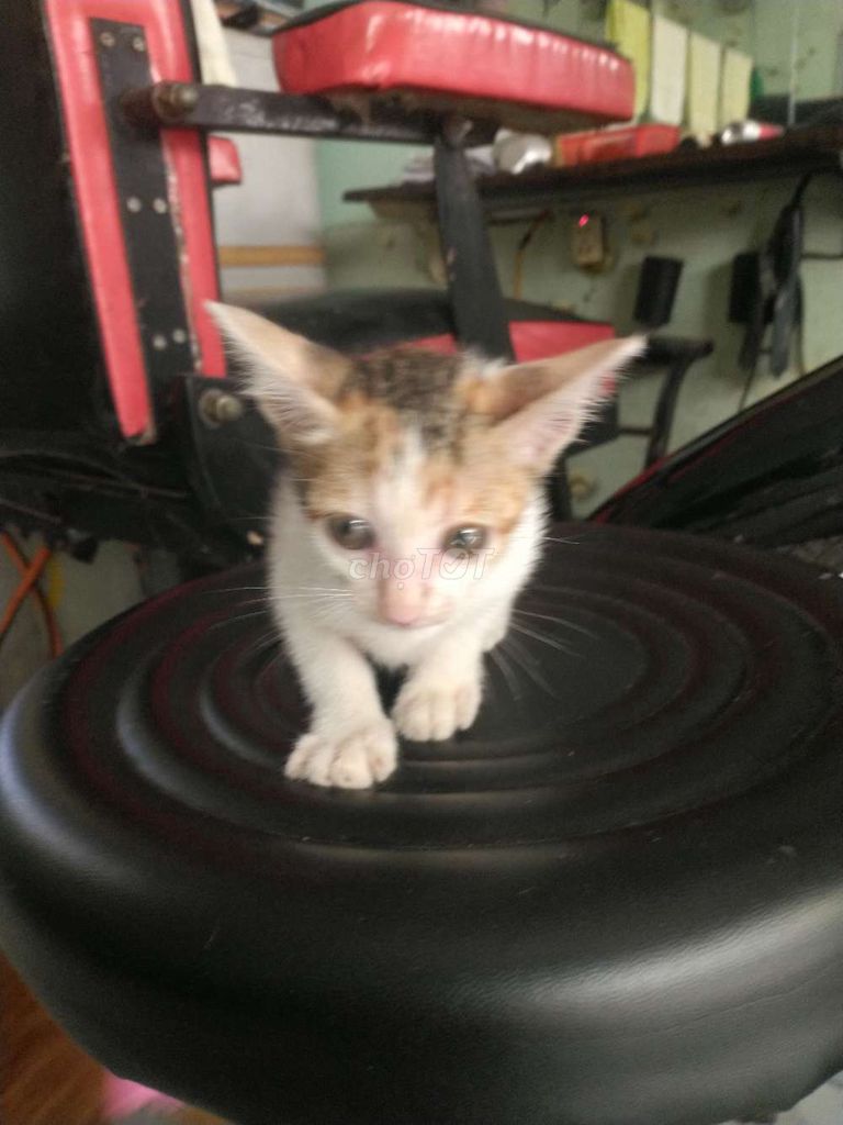 Tặng con mèo cho mọi người